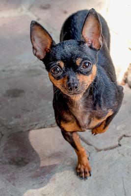 Download Such a Cute Little Brown and Tan Puppy Dog in the Couryard Journal: 150 Page Lined Notebook/Diary -  file in PDF