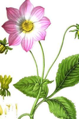 Read Dahlia Sambucifolia Painting: Take Notes, Write Down Memories in This 150 Page Lined Journal -  file in ePub