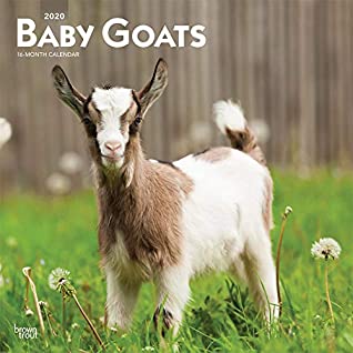 Download Baby Goats 2020 12 x 12 Inch Monthly Square Wall Calendar, Animals Domestic Baby Animals -  file in PDF